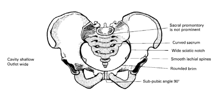 Female Pelvic Bones 5786