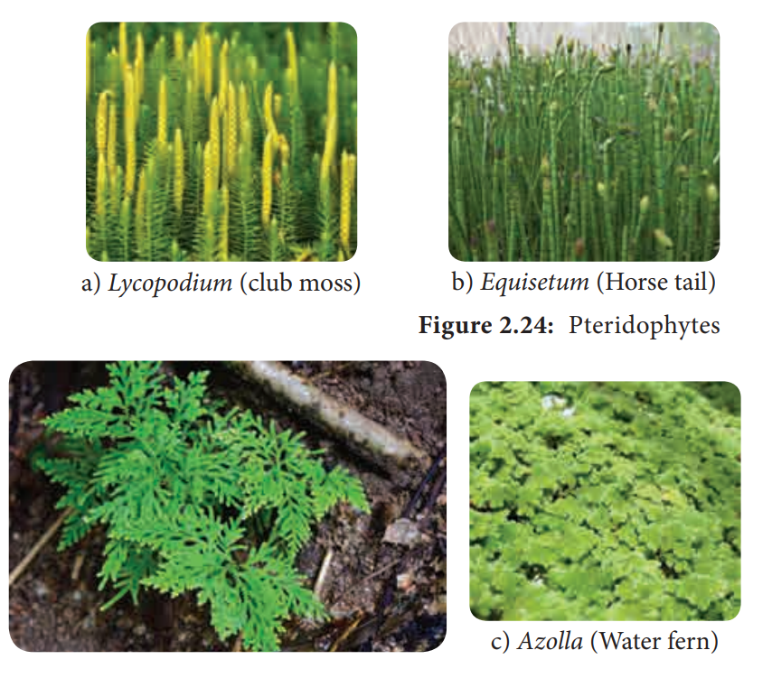 how are pteridophytes classified
