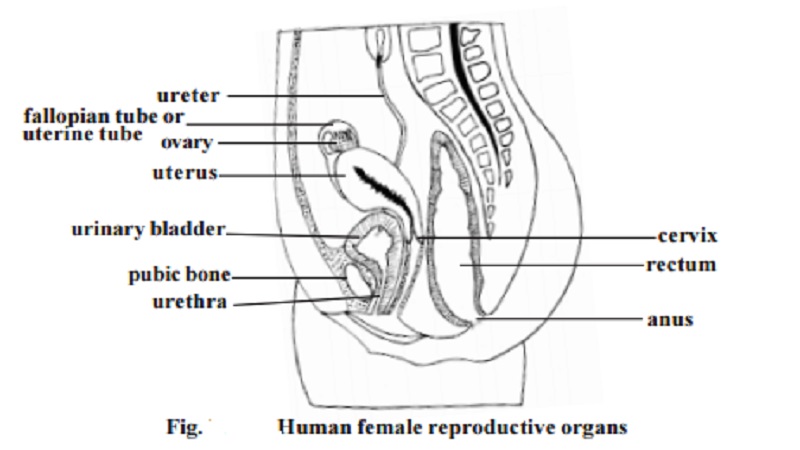 Female Reproductive Organs 2418