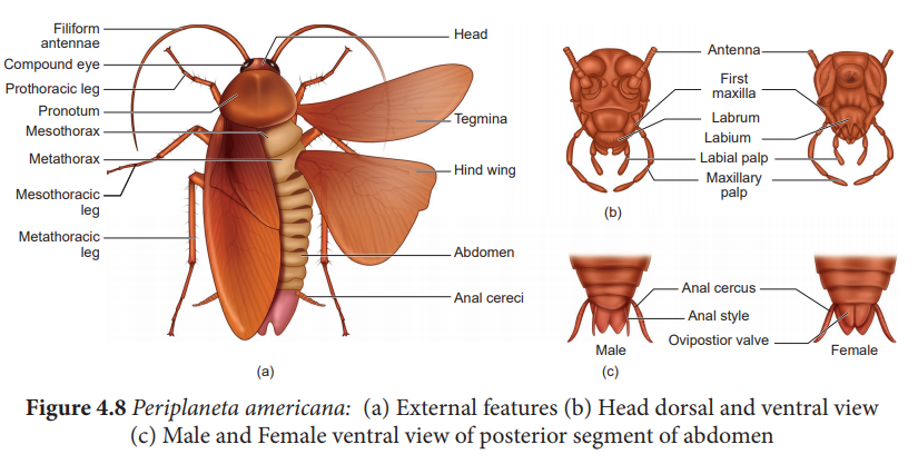 Cockroach (Periplaneta americana) - Classification ... cat mouth diagram 