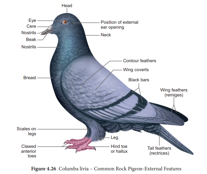 article-Pigeon--Columba-livi-fn9.png