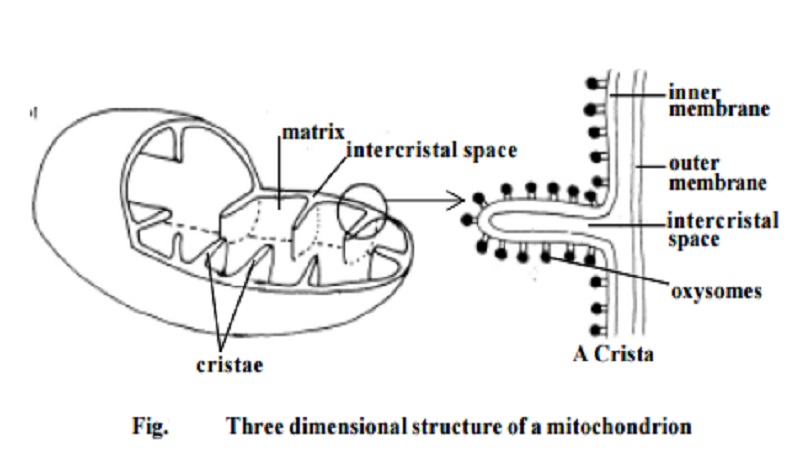 matrix of mitochondria