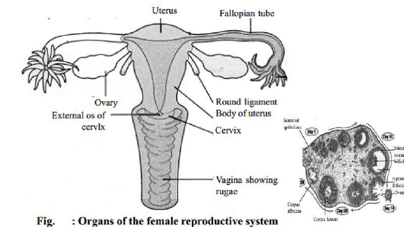 Female Reproductive System 7950